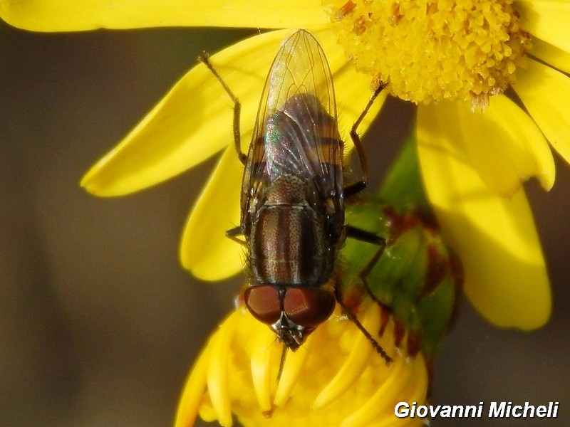 Stomorhina lunata maschio (Calliphoridae)